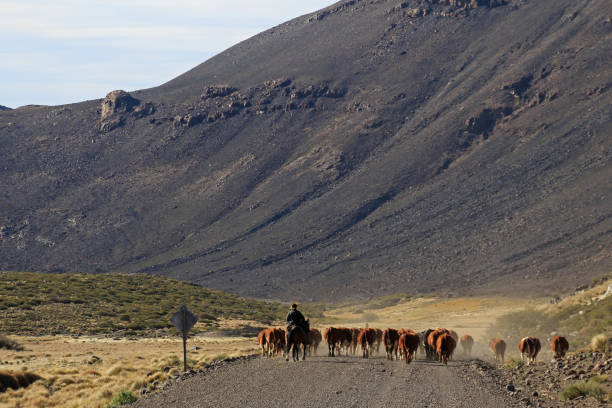 gauchos e mandria di mucche in argentina - argentinian culture foto e immagini stock