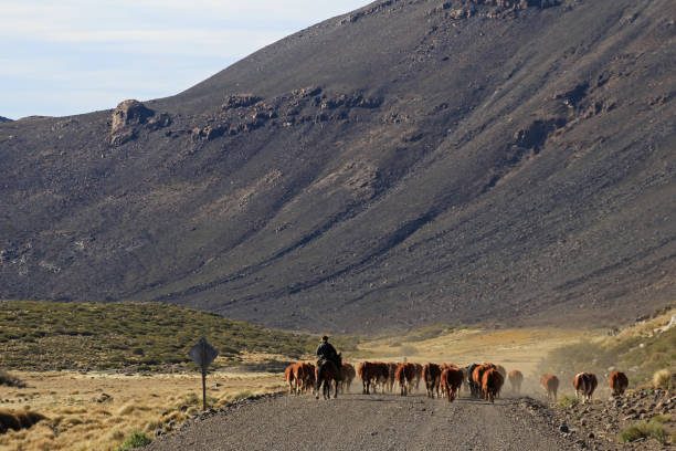 gauchos i stado krów w argentynie - cowboy horseback riding nature blue zdjęcia i obrazy z banku zdjęć