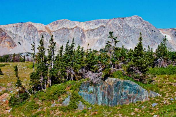 górski strumień u podstawy góry - wilderness area flower pond clear sky zdjęcia i obrazy z banku zdjęć