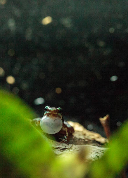 istock Tricolor poison dart frog 691697288