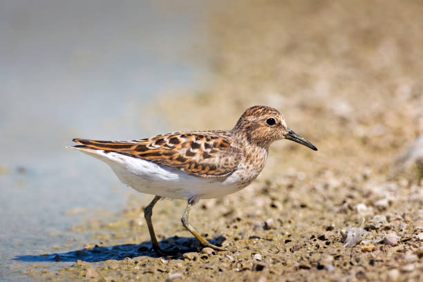 istock Least Sandpiper in Breeding Plumage 691700172