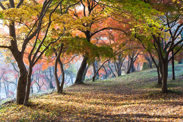 Japanese Autumn Scenery in the Morning ,Nagatoro,Saitama Prefecture ,Japan
