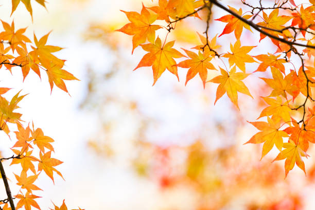 herbst gelb und orange blätter im wald - autumn japanese maple maple tree selective focus stock-fotos und bilder