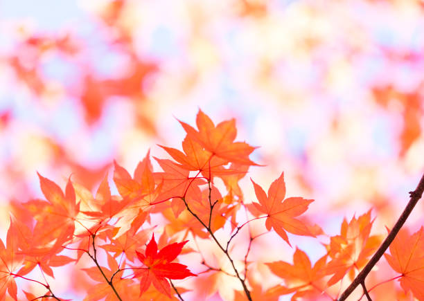 istock Vibrant Autumn Orange Colors 691700560
