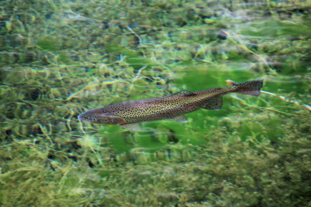 rainbow trout in the water of the clear lake laguna nina encantada, argentina, not an underwater photo - trout fishing imagens e fotografias de stock