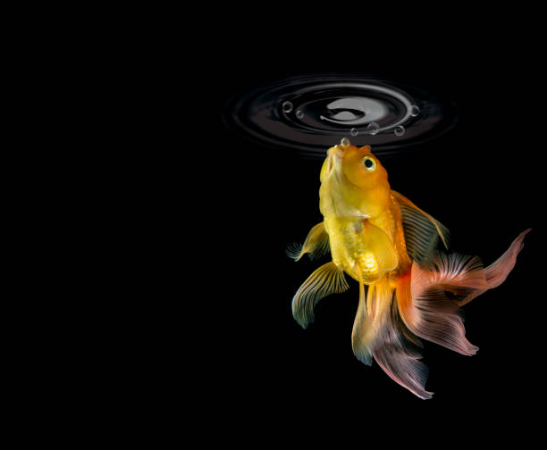 Beautiful Goldfish under water wave shining star bubbles Isolated Black Background