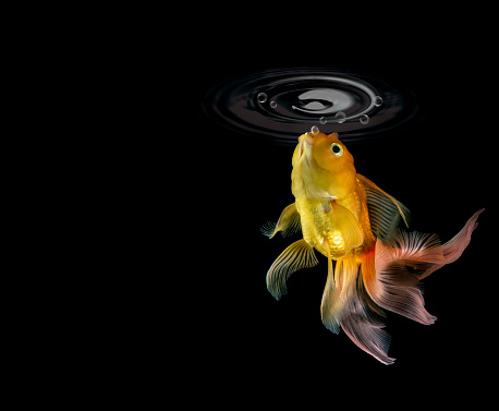 Beautiful Goldfish under water wave shining star bubbles Isolated Black Background