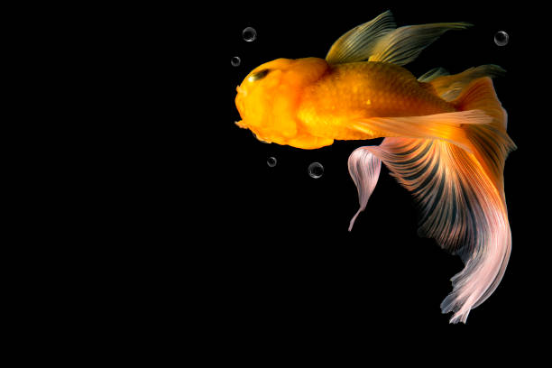 istock Goldfish isolated on black background 691704060