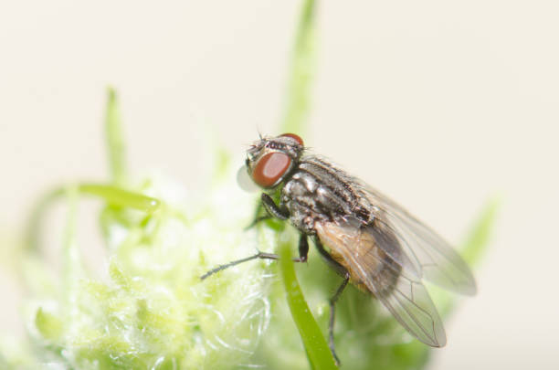 istock Fly on the grass and leaves. 691706170
