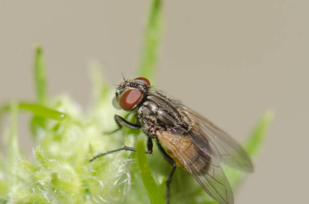 istock Fly on the grass and leaves. 691706386