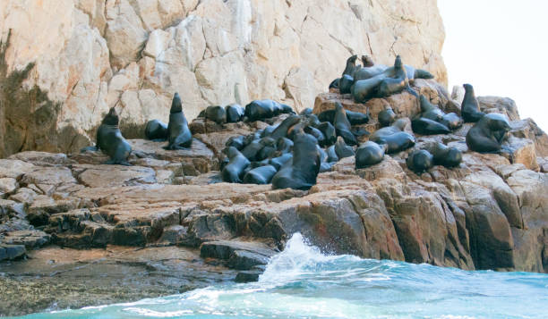 Rising tide on the Sea Lion colony at Lands End in Cabo San Lucas Baja Mexico BCS Rising tide on the Sea Lion colony at Lands End in Cabo San Lucas Baja Mexico BCS group of animals california sea lion fin fur stock pictures, royalty-free photos & images
