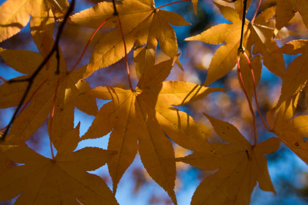 Clean yellow leaves Leaf of maple colored yellow in autumn forest 木漏れ日 stock pictures, royalty-free photos & images