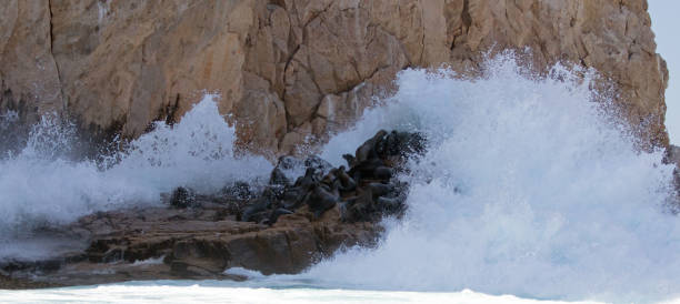 Wave breaking over the Sea Lion colony at Lands End in Cabo San Lucas Baja Mexico BCS Wave breaking over the Sea Lion colony at Lands End in Cabo San Lucas Baja Mexico BCS group of animals california sea lion fin fur stock pictures, royalty-free photos & images