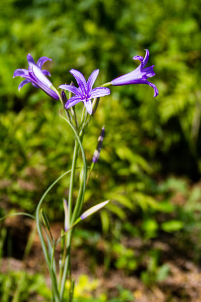 istock Blue campanula flower in garden 691709736