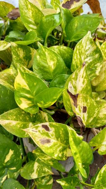 istock Money plant 691709888