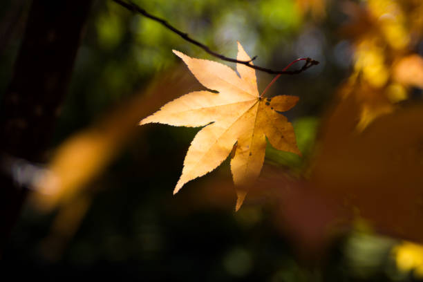 The yellow leaves hit by light Leaf of maple colored yellow in autumn forest 木漏れ日 stock pictures, royalty-free photos & images