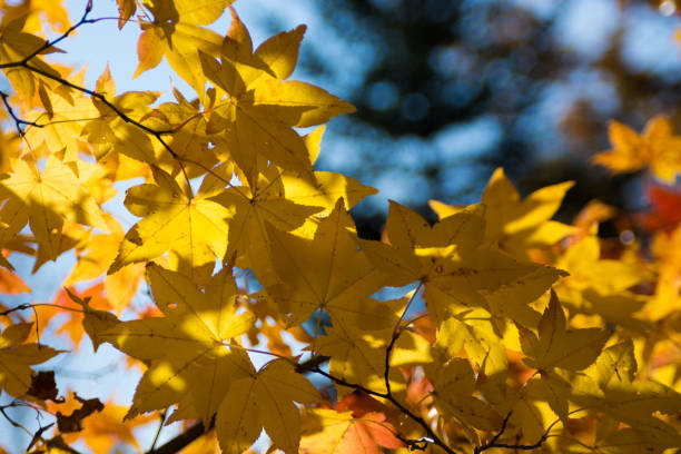 Clean yellow leaves Leaf of maple colored yellow in autumn forest 木漏れ日 stock pictures, royalty-free photos & images