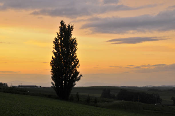 Evening sky and big tree silhouette Evening sky and big tree silhouette in BIei Hokkaido Japan 丘 stock pictures, royalty-free photos & images