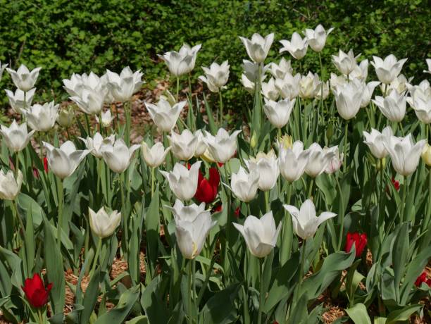 istock White and red tulips in bloom 691710724