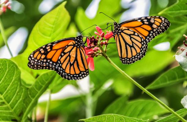 istock Monarch butterflies couple 691713082