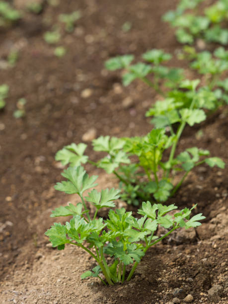 istock Italian parsley field 691713160