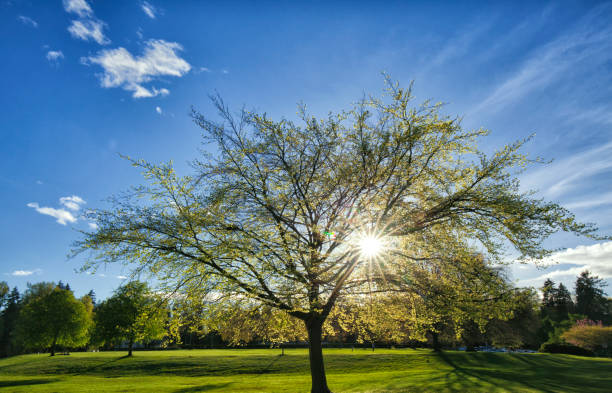 istock Spring afternoon in Stanley Park, Vancouver, Canada 691713222