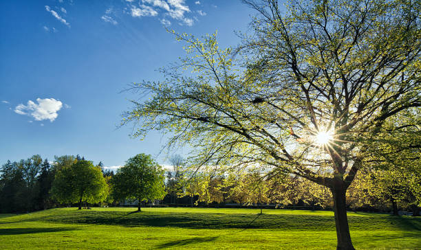 Spring afternoon in Stanley Park, Vancouver, Canada Beautiful Stanley Park on a sunny Spring afternoon. shadow british columbia landscape cloudscape stock pictures, royalty-free photos & images