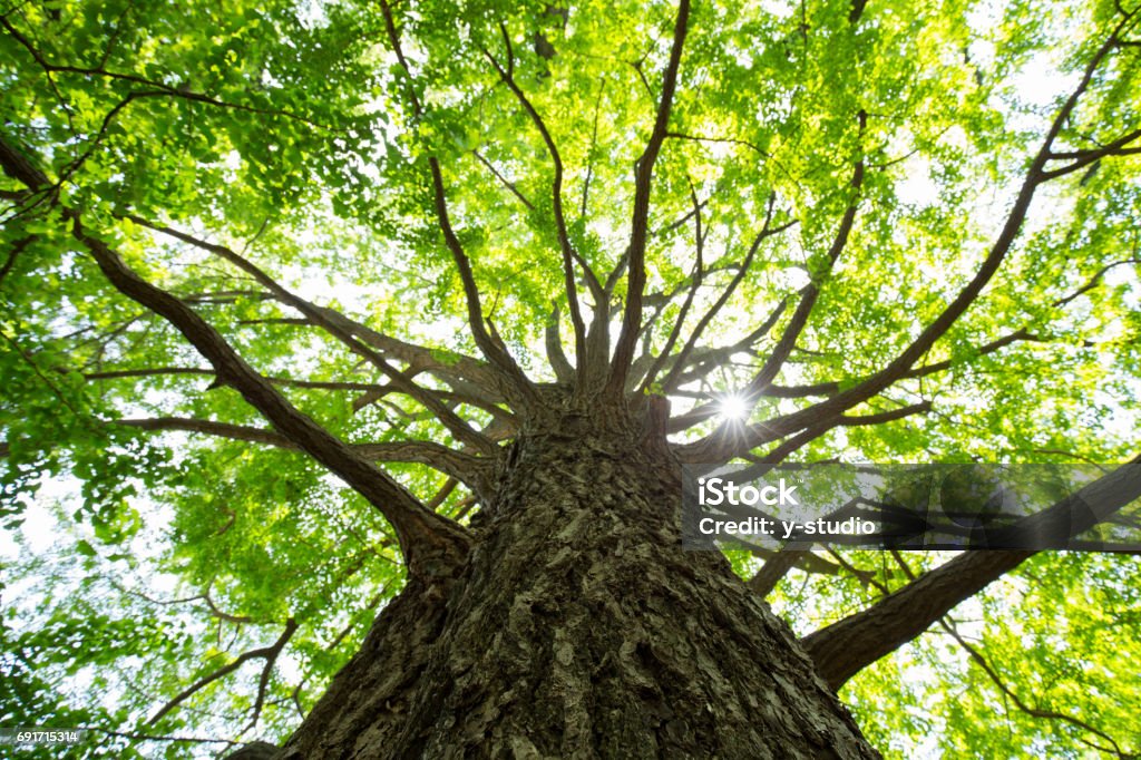 Fresh green ginkgo  - Photo de Arbre libre de droits