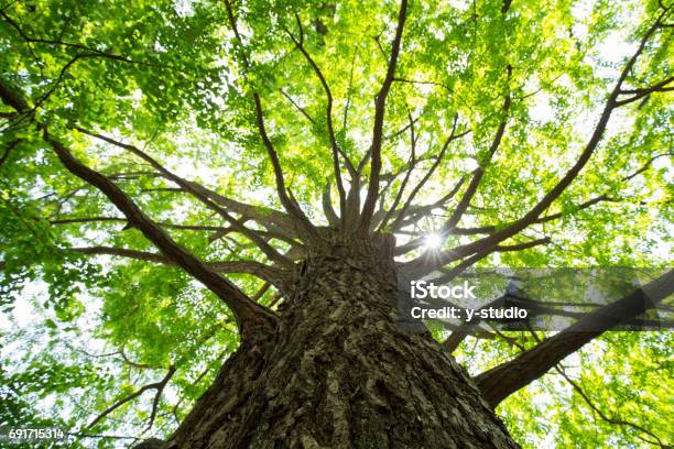 Photo libre de droit de Fresh Green Ginkgo banque d'images et plus d'images libres de droit de Arbre - Arbre, De grande taille, Ginkgo