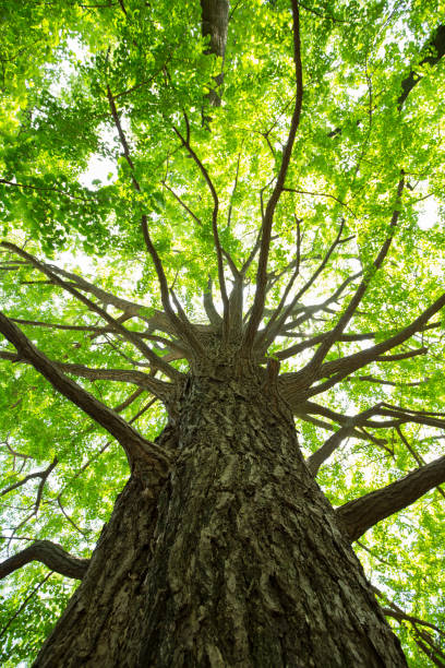 istock Fresh green ginkgo 691715586