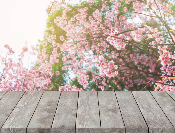 istock Empty old wooden table with Sakura flower and sunlight background. 691716428