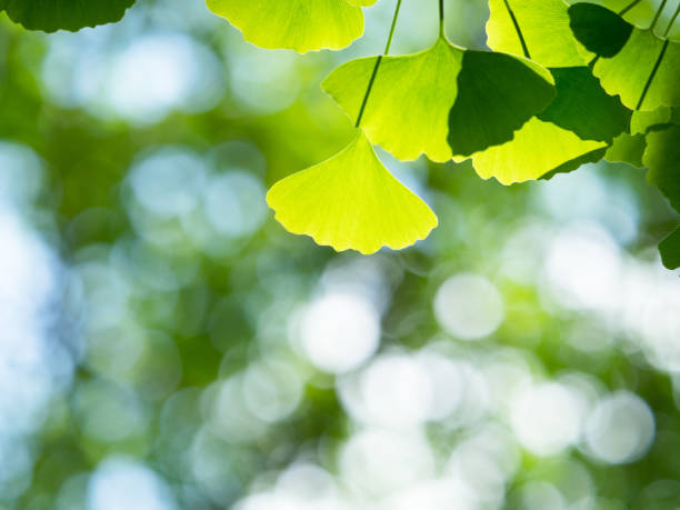 istock Fresh green ginko biloba leaves 691717274