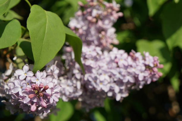 Flowering lilac branches Flowering lilac branches dearness stock pictures, royalty-free photos & images