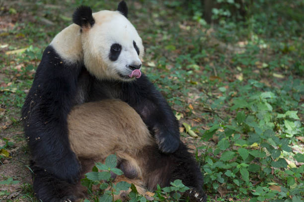 istock Giant panda outdoor 691719088