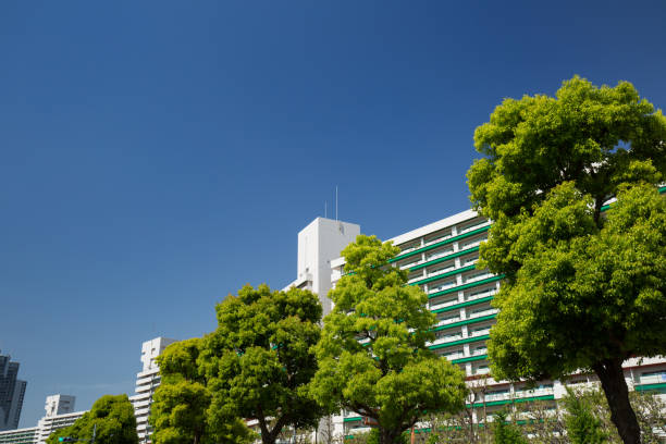 istock Fresh green apartment street 691719164