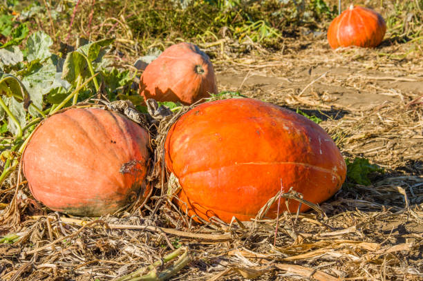 istock Fall squash in the farmers field 691719686