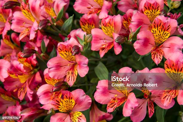 Pink Alstroemeria Flower Pink Astromelia Flower Stock Photo - Download  Image Now - 21st Century, Alstroemeria, Beauty In Nature - iStock