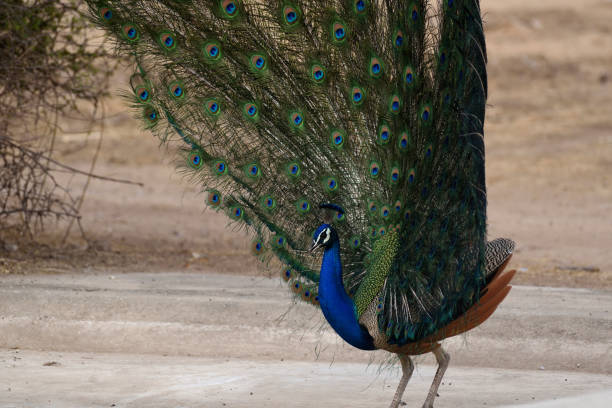 istock Indian Peafowl (pavo cristatus), Peacock 691719858