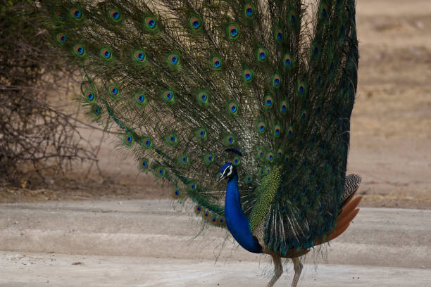istock Indian Peafowl (pavo cristatus), Peacock 691719866