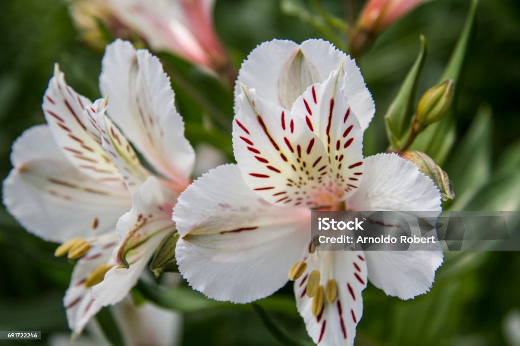 Hoa Alstroemeria Trắng Hoa Astromelia Trắng Hình ảnh Sẵn có - Tải xuống  Hình ảnh Ngay bây giờ - Alstroemeria, Cánh hoa, Dại - iStock