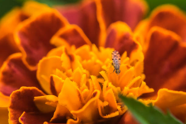 Marigold Mean Fire Bug Insect - Free photo on Pixabay