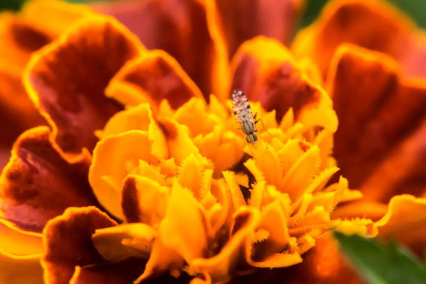 Marigold Mean Fire Bug Insect - Free photo on Pixabay