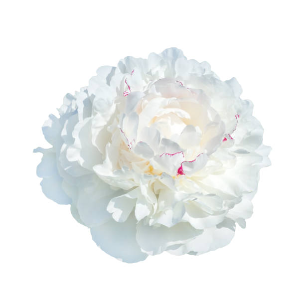 istock pale  pastel color peonies isolated on white background 691732588