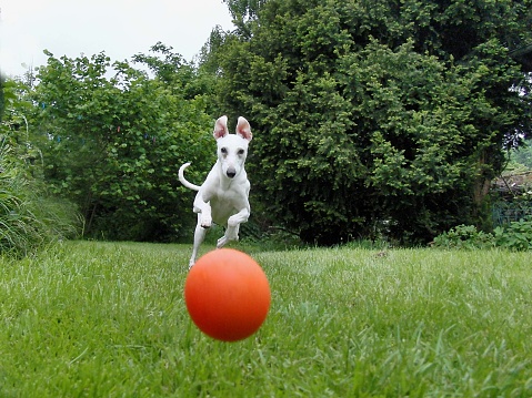 White Whippet runs after orange ball, in a moment both wil hit the camera.
