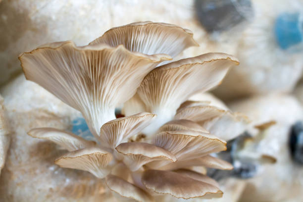 istock Oyster Mushrooms Growing 691733788