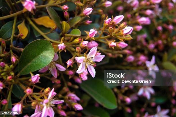 Tumblr De Flores Me Foto de stock y más banco de imágenes de Aire libre - Aire libre, Arte, California - iStock Tumblr De Flores Me Foto de stock y más banco de imágenes de Aire libre - Aire libre, Arte, California - iStock