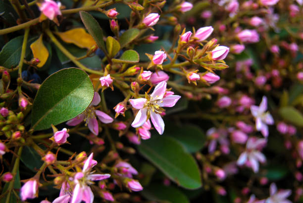 istock flower me tumblr 691736706