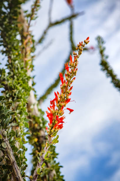 istock Ocotillo Flowers, Anza-Borrego Desert State Park 691737422