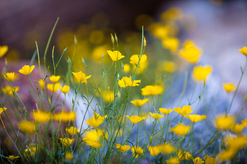 A close up of yellow veld flowers on a green backdrop