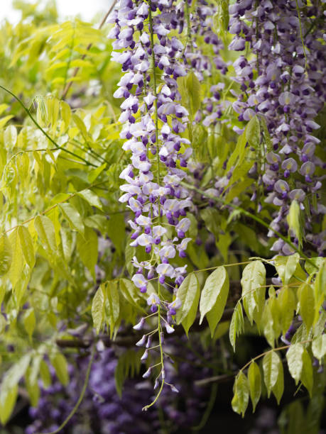 istock Wisteria flower 691738224